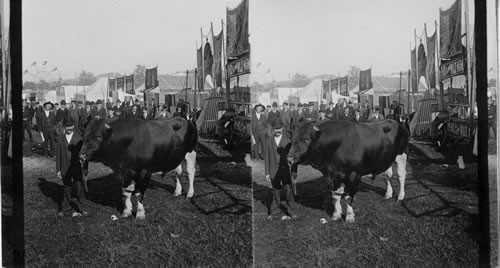 Cattle show at County Fair. Concord, N. H