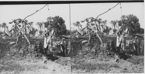 Primitive Irrigation Lifting water out of well by crude bucket Egypt