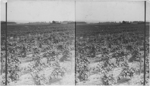 General view of vineyards, near Fredonia, N.Y. (at Mr. Spoden's farm)