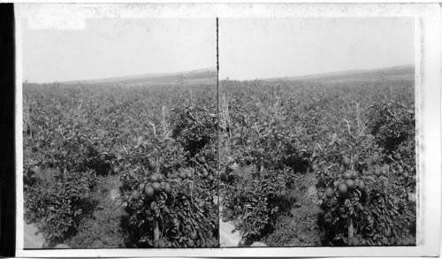 Acres of Oranges on Sunny Levels Near Jaffa, Palestine