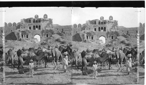 Camels and their drivers among the ruins of ancient Delhi, India