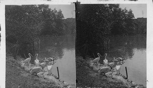 Pelicans. Central Park. N.Y. City