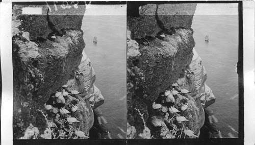 Gannet ledges, - the homes of the gannets - on the Gulf of St. Lawrence River near Perce Village. Quebec - Canada