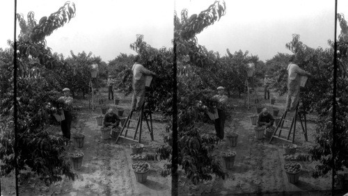 Picking Alberta peaches at the Del Bay Farm, N.J