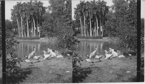 In zoo Gardens. Calcutta. India