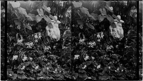 Orchid Bed, Douglas Park Conservatory, Chicago, Ill