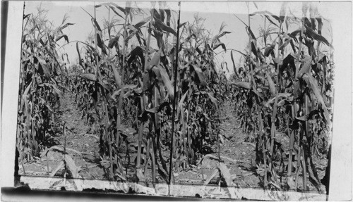 A forest of corn - how the Indians legacy brings White men wealth