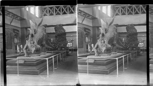 The Armoured Dinosaur. Probably National Museum Exhibit [Smithsonian Exhibit La. Purchase, In the U.S. government Bldg. ] at St. Louis Exposition, St. Louis, Missouri