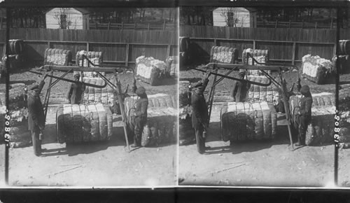 Weighing up the baled cotton before shipping to the mill. N.C