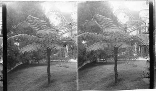 Tree Fern in Garden of the “Shrubbery” Lieut. Residence - Darjeeling - India