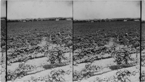 General View of Vineyards. North at a point west of Westfield toward Lake Erie, N.Y