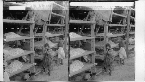 The drying installation for silk cocoons. Antioch, Syria