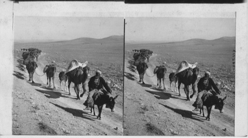 Camel Caravan plodding over a Country road in Asia Minor. Bibical Asia Minor