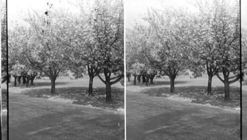 Double Japanese Cherry Blossoms, Wash., D.C