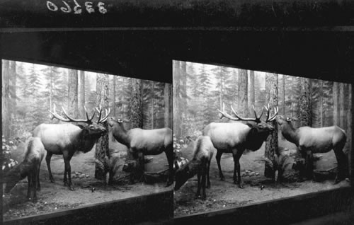 American Elk, Field Museum of Natural History, Chicago