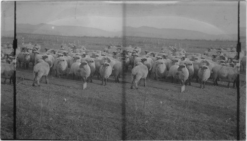 High grade Hampshire bucks, on the ranch, Boise, Idaho