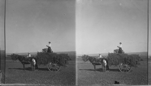 French Canadian Farmers Making Hay Near Quebec