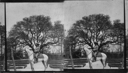 The Powhatan Oak which was a vigorous young tree at the Time of Landing of First Settlers, Jamestown Exposition, Virginia