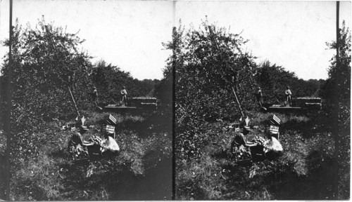 Picking apples in N.J. in October 1926 near red bank. N.J., Staymen - Winesap Variety - 15 yr. old trees. Crop about 18 crates (bushel each) per tree - blossom early in may - picking in Oct. - good keeper until march. notice cowpeas growing on soil - they are used as green manuring - disked under in spring