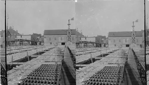 Drying Codfish from Grand Banks on Racks at a Cape Ann wharf. Gloucester, Mass