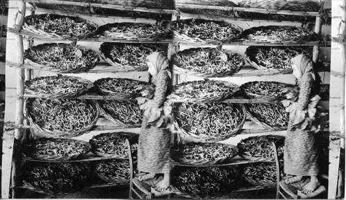 Feeding silkworms their breakfast of mulberry leaves. Mt. Lebanon. Syria