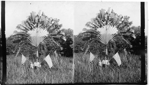 The Traveler's Palm) Fan Palm) - Botanical Gardens - Manila. P.I