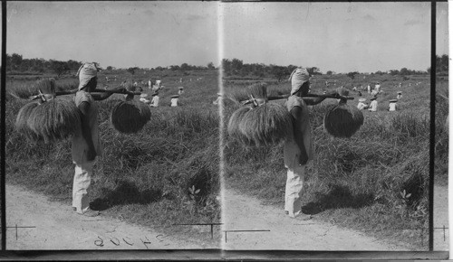 A Rice Harvester Laden With Gleanings Of His Morning Tail, Island Of Luzon. P.I