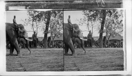 Trained Elephants Assembling for a Tiger Hunt, Behar, India