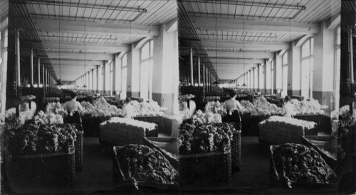 Weighing and sorting raw silk. South Manchester, Conn