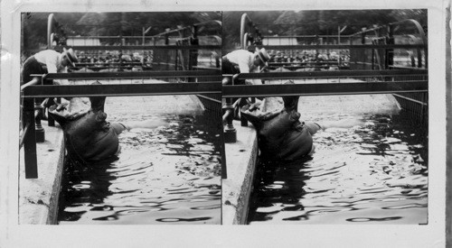 Feeding the Hippopotamus in the Central Park Zoo, N.Y