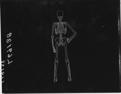 HEALTH UNIT - Posture. Set #4, L69138 - Proper Alignment of Skeleton from Rear Posture