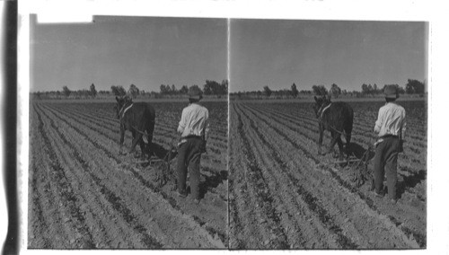 Cultivating String Beans. Rio Grande Valley, Texas