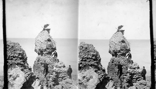 Coral Cliffs. Bermuda