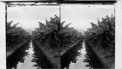 Mirror view of a banana plantation in the mid-Pacific. Hawaiian Islands