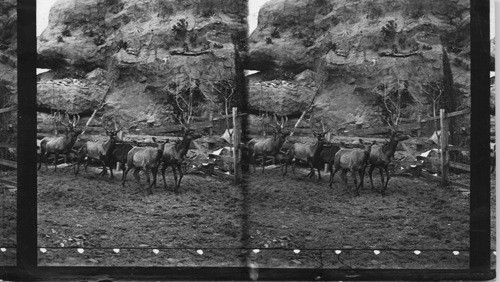 The band of Elks at Chicago's great fair