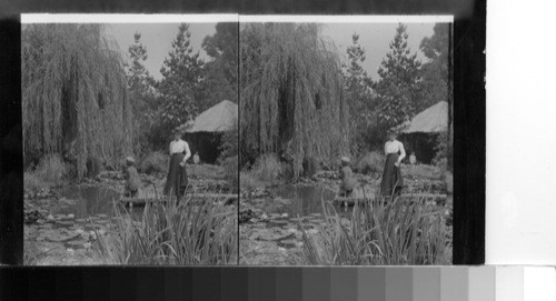 Lily Pond, East Lake Park. Cal. Los Angeles