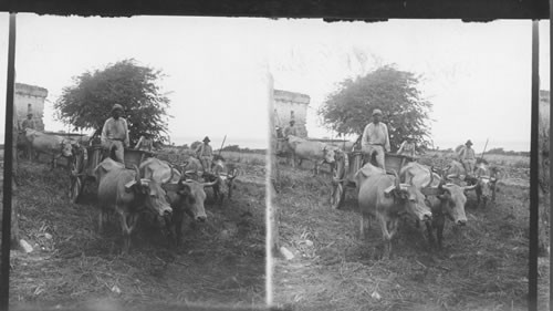 Ox carts and drivers on a sugar plantation, St. Croix,West Indies Virgin Islands