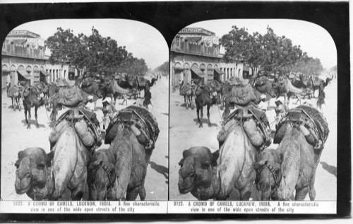 Inscribed on recto: 9122. A CROWD OF CAMELS, LUCKNOW, INDIA. A fine characteristic view in one of the wide open streets of the city