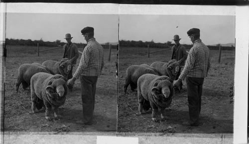 Fine Merino Sheep at North Yakima, Wash