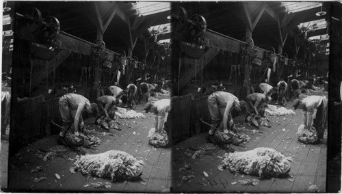 Sheep Shearing, showing 14 shears working over 2000 sheep sheared in day . Average 8 to 9 lbs. wool per sheep. Kirkland Sheep Feeding Co., Kirkland, Ill