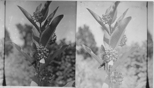 General View of Insects Working upon Flowers. Colored. Slides only. New Neg. 11/14/35 KHK