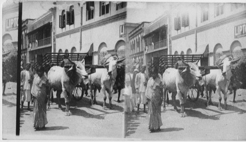 Indian Woman and bullocks from Medra Burma