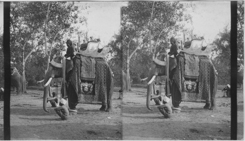 A Durbar elephant in a gold embroidered Jhool - Delhi. India