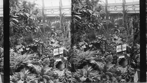 Crystal Cave, Horticultural Building, World's Columbian Exposition