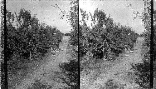 Picking apples in orchard in Appleton District near Grand Junction, Colo