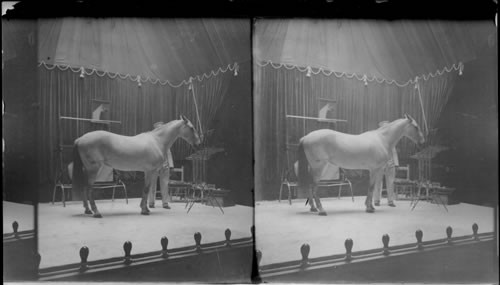 A Pony Performing, Hagenbeck's Trained Animals, St. Louis Exposition, St. Louis, Mo