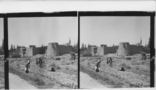 278 On the outskirts of Ghazni. With small sickles the barley is cut. Harvest in Afghan. Farmhouse in rear