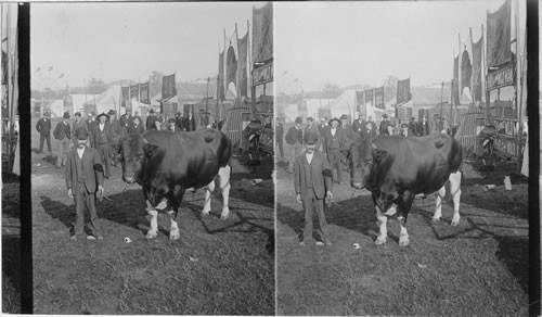 Cattle show at County Fair. Concord. N. H