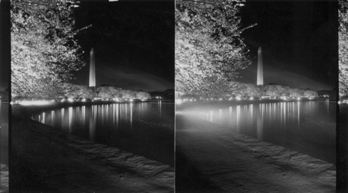 The Japanese Cherry Trees Lighted by Night, Wash.,D.C