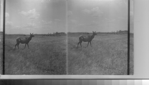 Views of elks in the Wainwright Buffalo Park. Alta